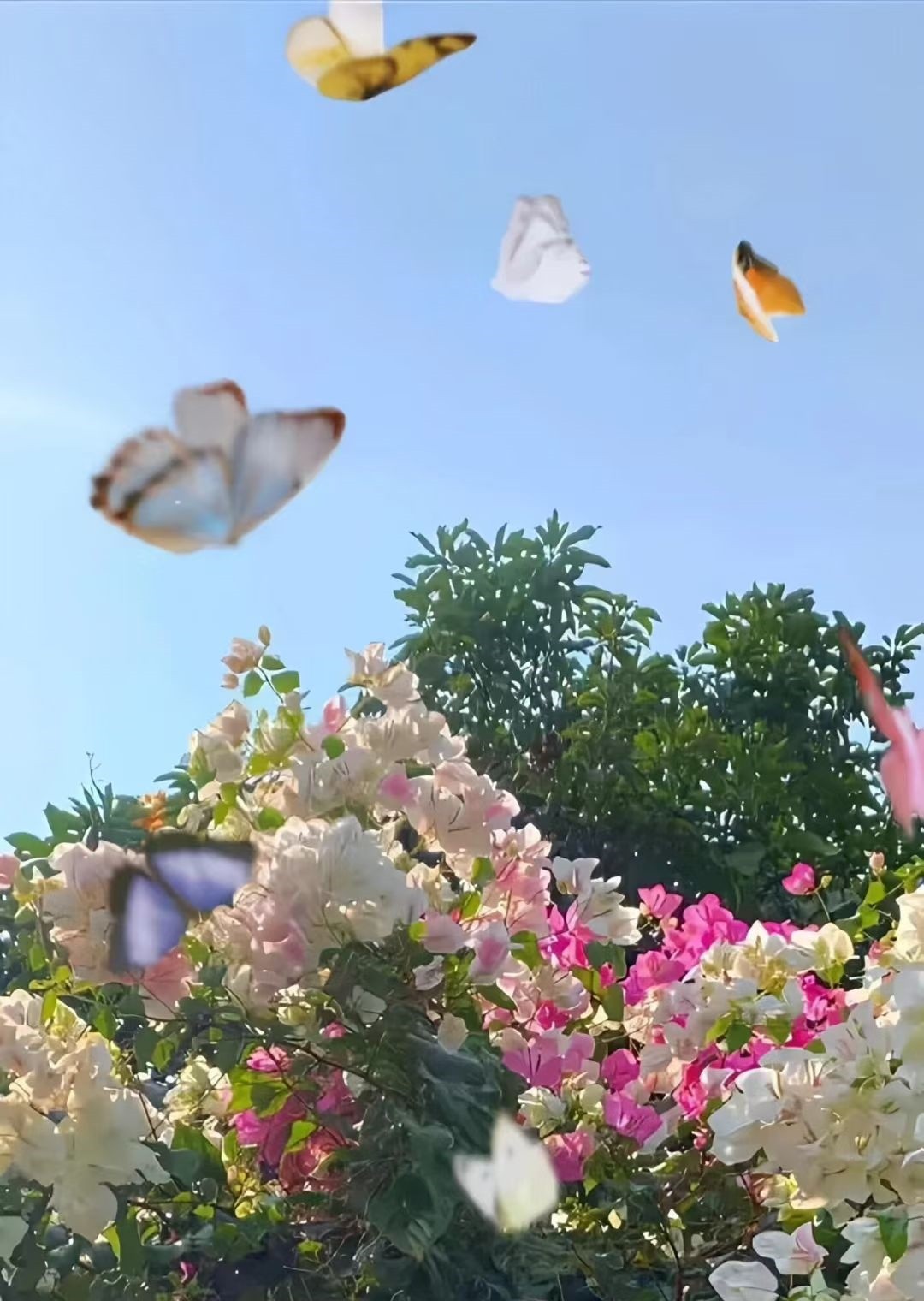 春日絮語 唐肖堯攝_副本